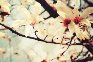 cherry Blossom, Photography, Flowers, Nature