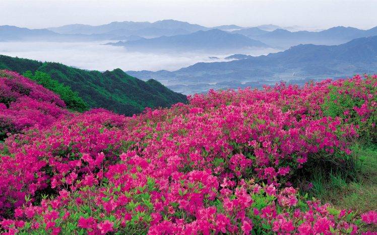 photography, Flowers, Nature, Mountain HD Wallpaper Desktop Background