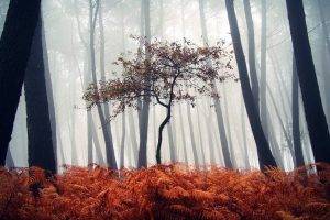 nature, Trees, Forest, Mist, Wood, Leaves, Plants, Ferns, Fall, Silhouette