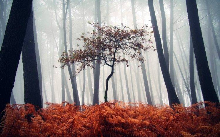 nature, Trees, Forest, Mist, Wood, Leaves, Plants, Ferns, Fall, Silhouette HD Wallpaper Desktop Background