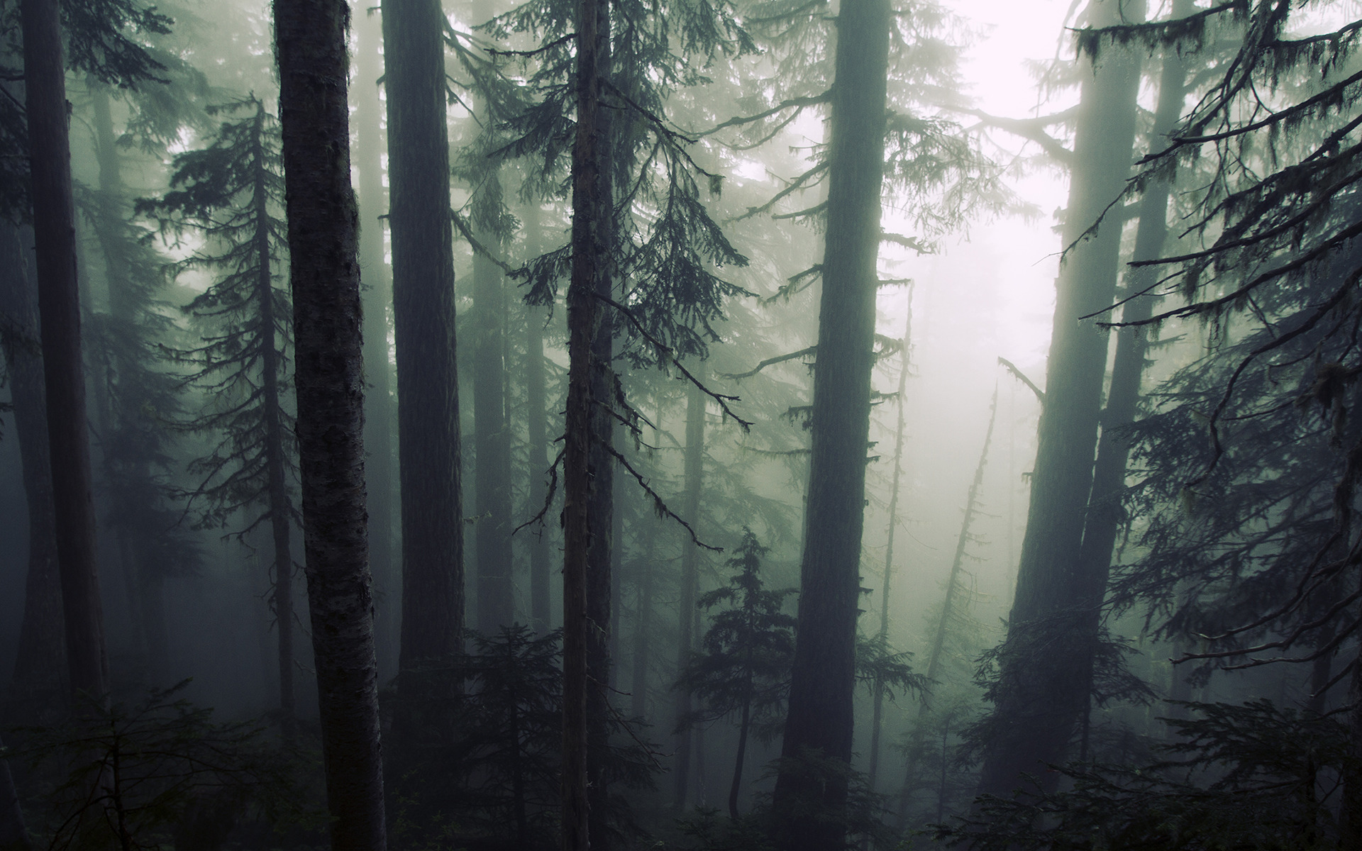 nature, Trees, Forest, Mist, Wood, Leaves, Plants Wallpaper