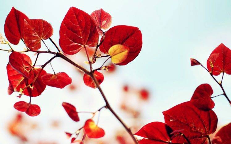 leaves, Nature HD Wallpaper Desktop Background