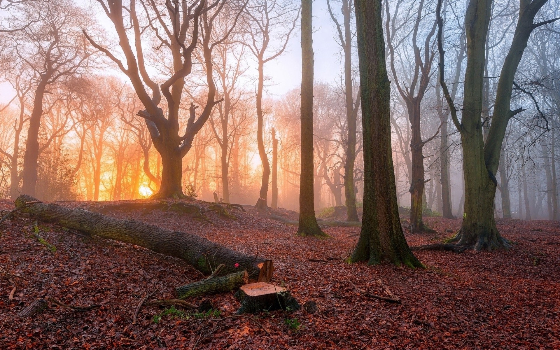 nature, Wood, Trees, Forest, Leaves, Sunset, Fall, Branch, Silhouette