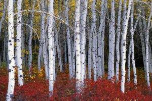 nature, Wood, Trees, Forest, Leaves, Birch, Branch, Fall