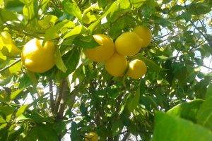 lemons, Fruit, Nature