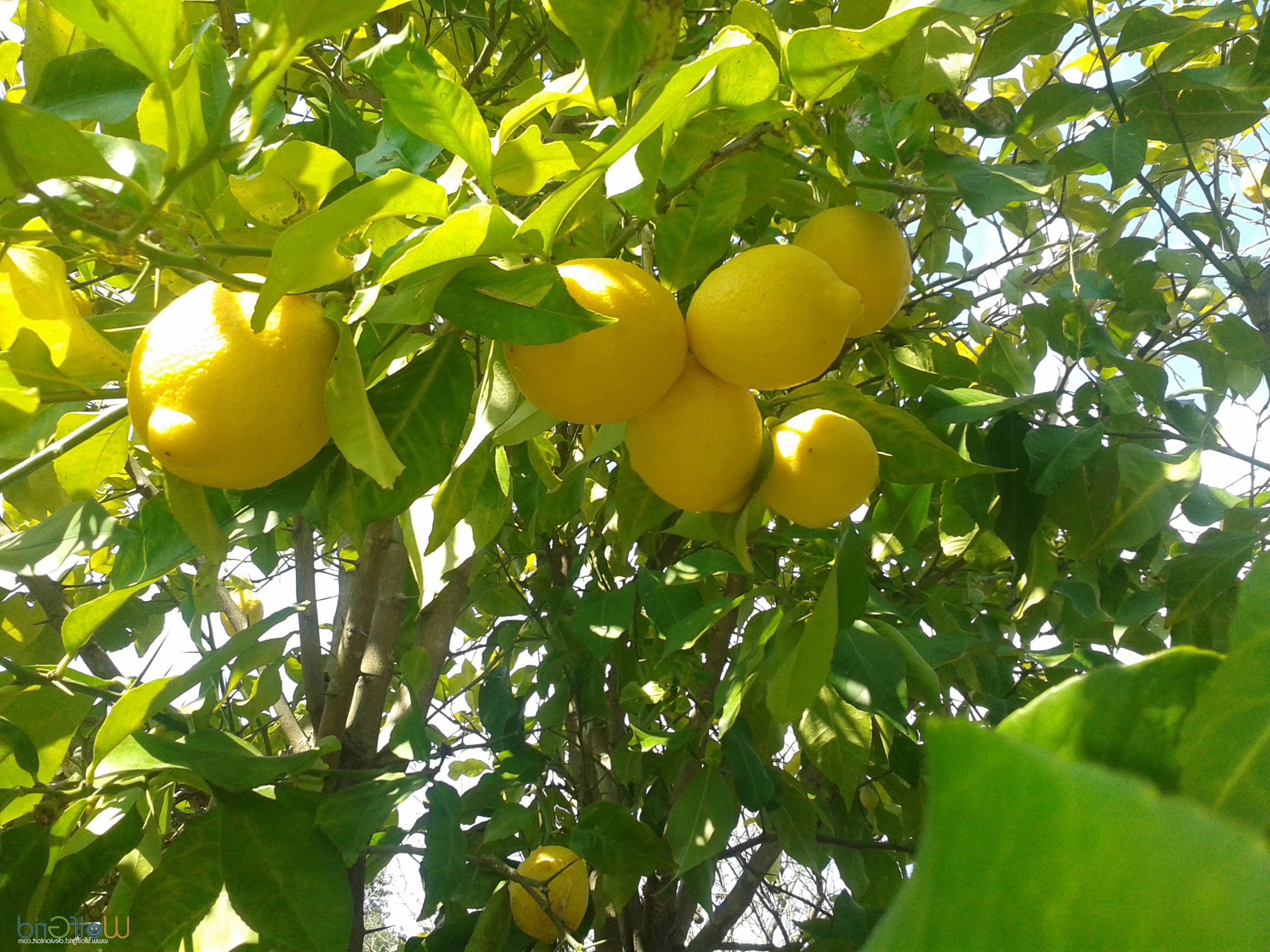 lemons, Fruit, Nature Wallpaper