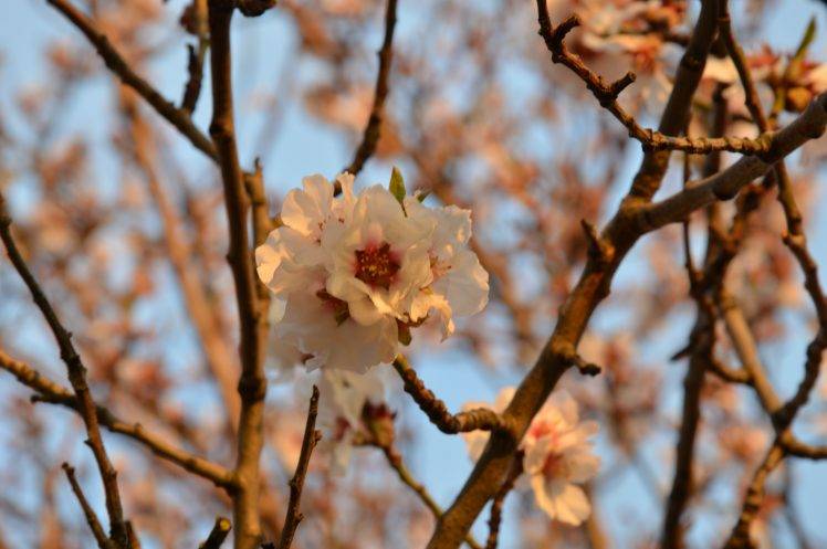 cherry Blossom, Cherry Trees, Chinese, Plants, Flowers HD Wallpaper Desktop Background