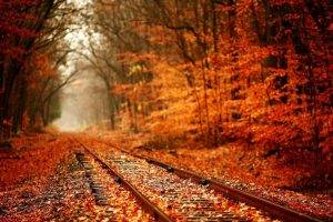 nature, Trees, Forest, Leaves, Fall, Plants, Railway, Branch, Red, Depth Of Field