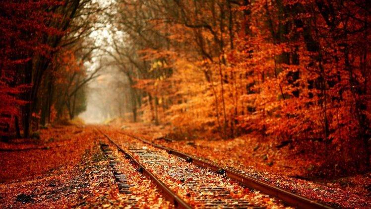 nature, Trees, Forest, Leaves, Fall, Plants, Railway, Branch, Red, Depth Of Field HD Wallpaper Desktop Background