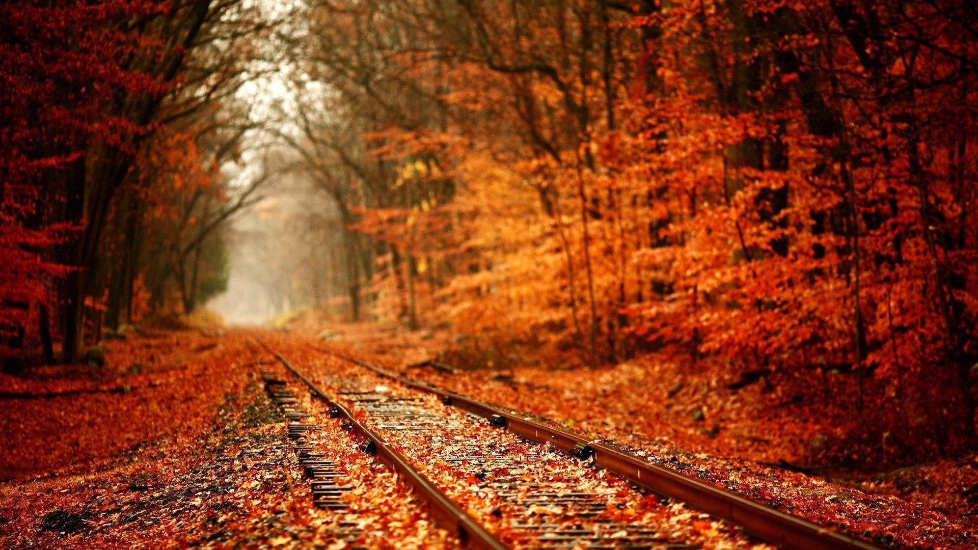 nature, Trees, Forest, Leaves, Fall, Plants, Railway, Branch, Red, Depth Of Field Wallpaper