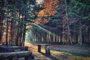 nature, Trees, Forest, Leaves, Fall, Plants, Path, Sun Rays, Bench, Branch, Wood, Shadow