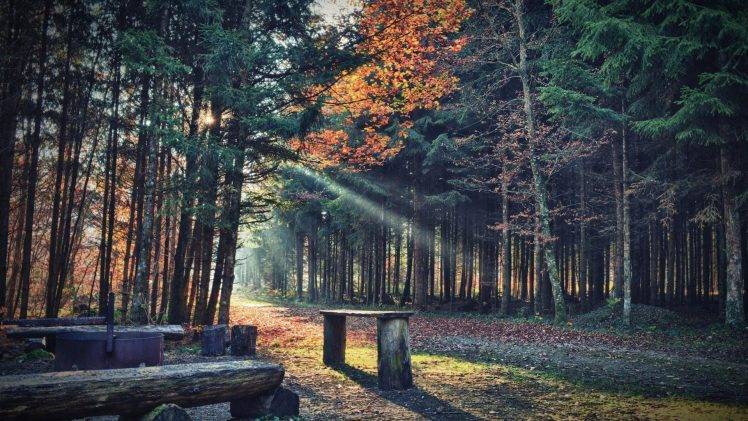 nature, Trees, Forest, Leaves, Fall, Plants, Path, Sun Rays, Bench, Branch, Wood, Shadow HD Wallpaper Desktop Background