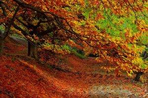 nature, Trees, Forest, Leaves, Fall, Plants, Path, Branch, Colorful