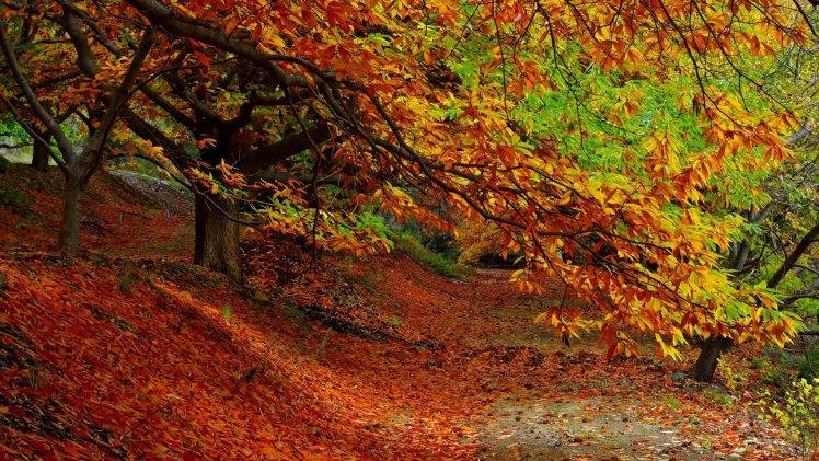 nature, Trees, Forest, Leaves, Fall, Plants, Path, Branch, Colorful HD Wallpaper Desktop Background