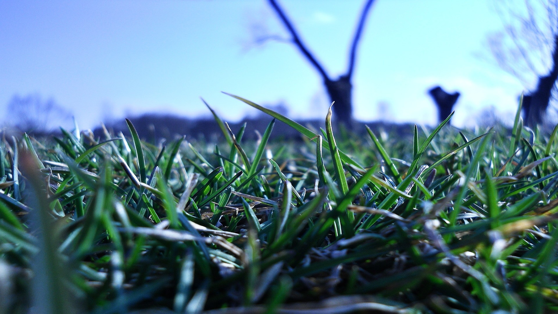 природа трава nature grass без смс