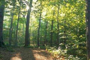 Mormon, The Sacred Grove, Nature, Forest