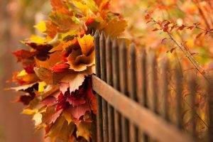 nature, Trees, Leaves, Fall, Branch, Wood, Fence, Depth Of Field
