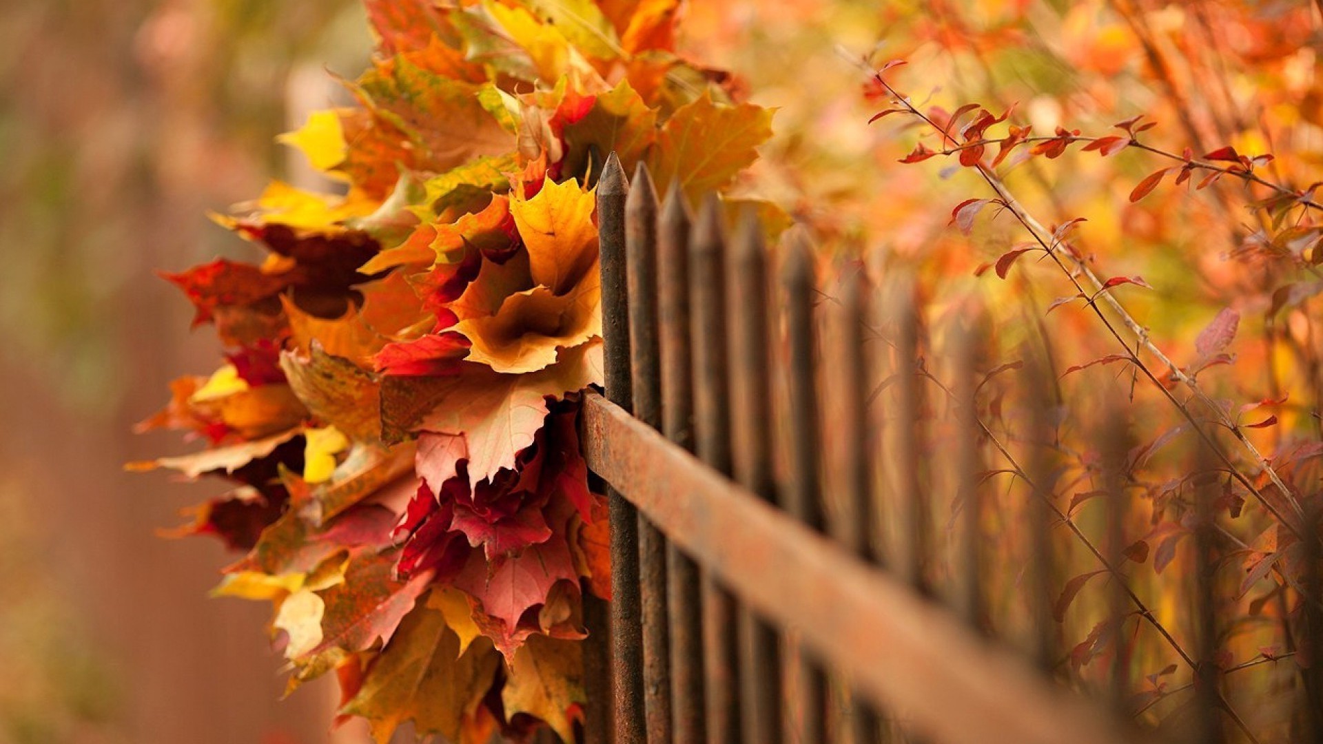 nature, Trees, Leaves, Fall, Branch, Wood, Fence, Depth Of Field Wallpaper