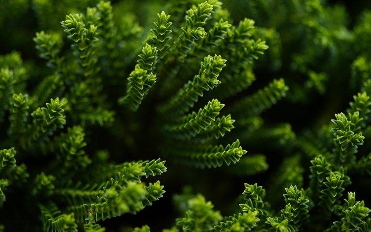 plants, Nature, Macro, Green, Succulents HD Wallpaper Desktop Background