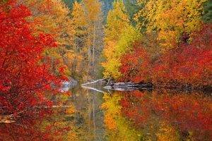 nature, Trees, Forest, Lake, Reflection