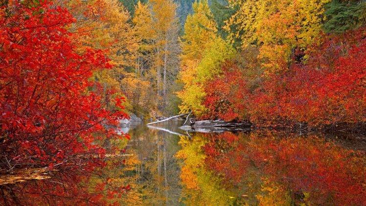nature, Trees, Forest, Lake, Reflection HD Wallpaper Desktop Background