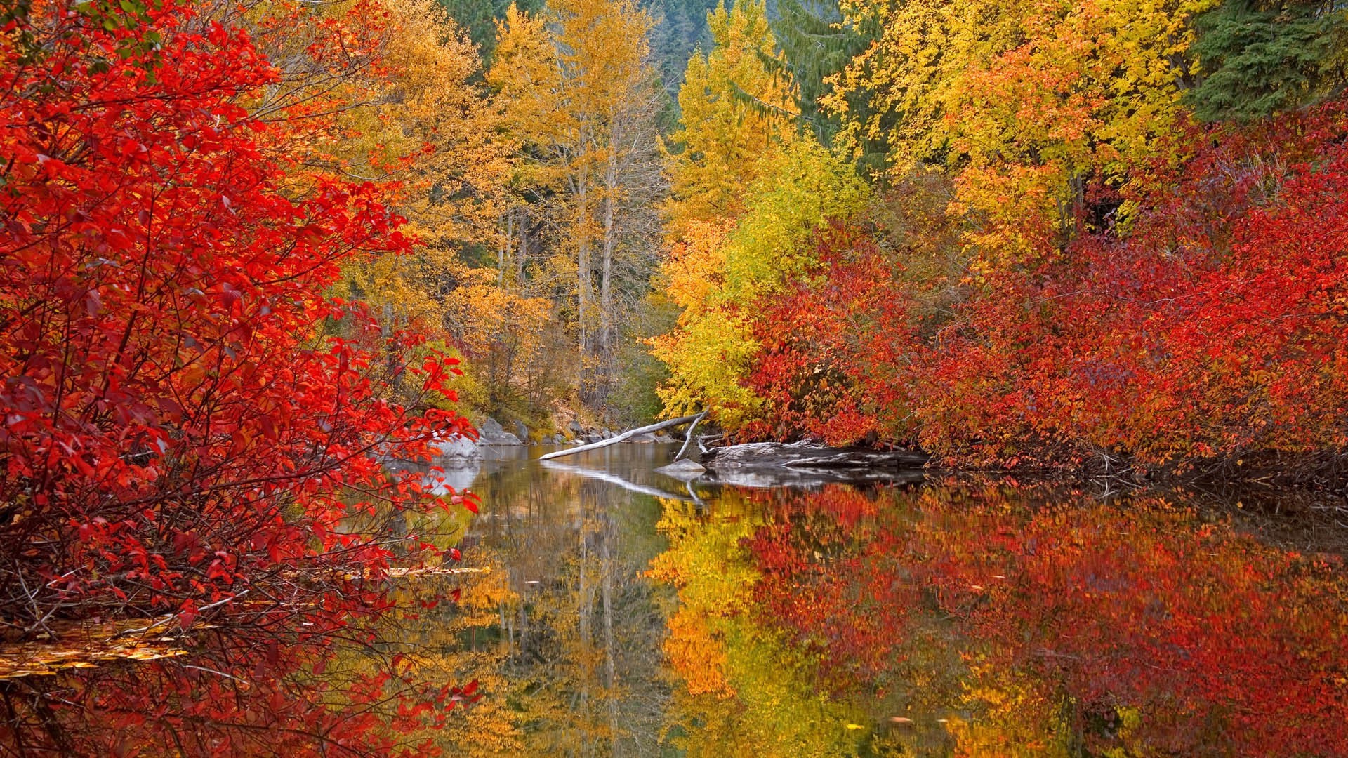 nature, Trees, Forest, Lake, Reflection Wallpaper