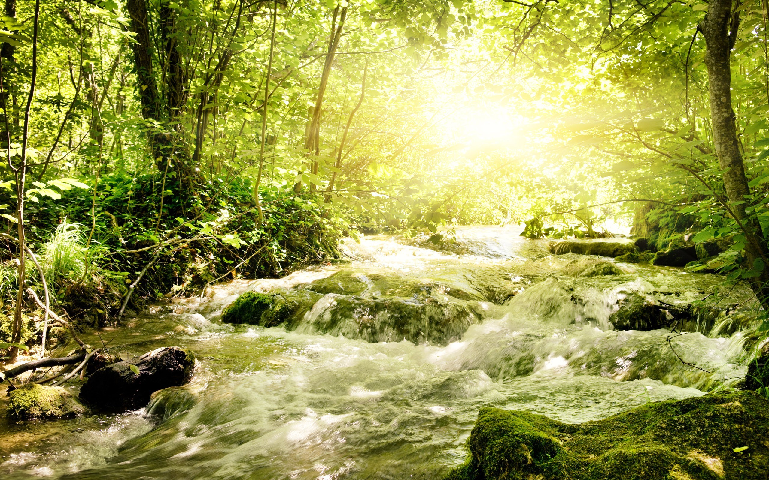 nature, Trees, Forest, River Wallpaper
