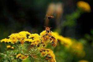 bees, Flowers, Macro