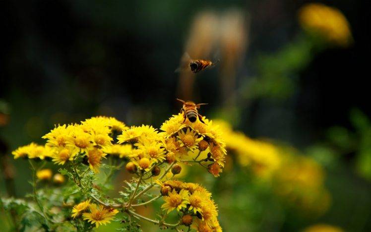 bees, Flowers, Macro HD Wallpaper Desktop Background