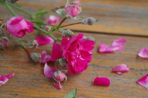 flowers, Pink Flowers, Petals, Rose, Wooden Surface