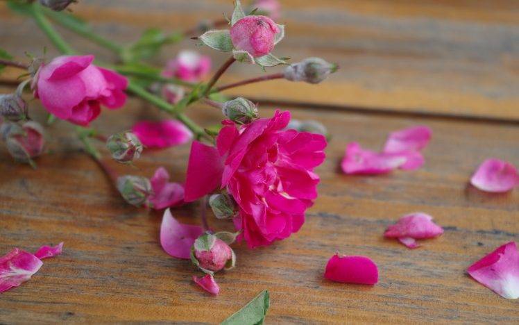 flowers, Pink Flowers, Petals, Rose, Wooden Surface HD Wallpaper Desktop Background