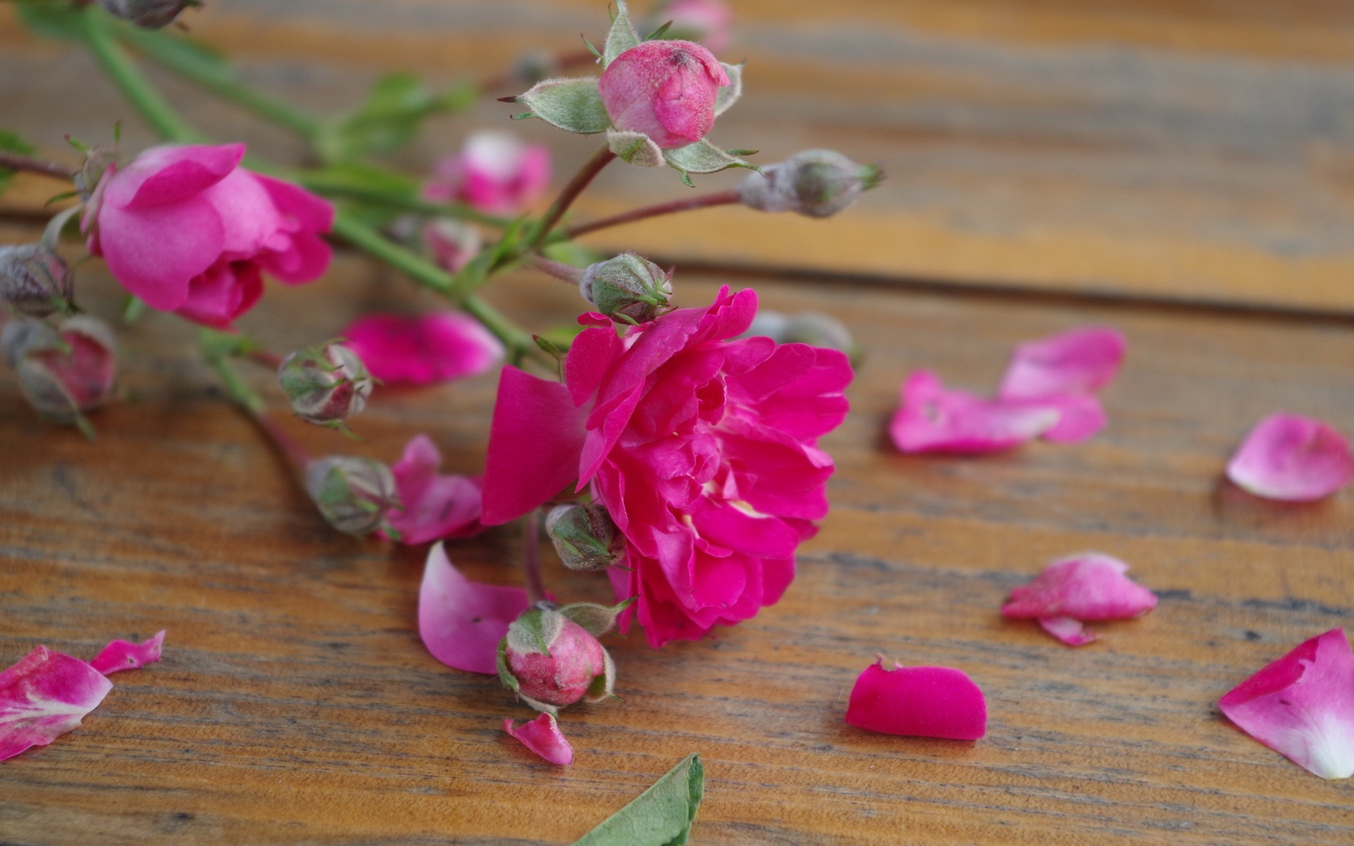 flowers, Pink Flowers, Petals, Rose, Wooden Surface Wallpaper