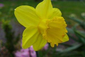 flowers, Nature, Daffodils, Yellow Flowers