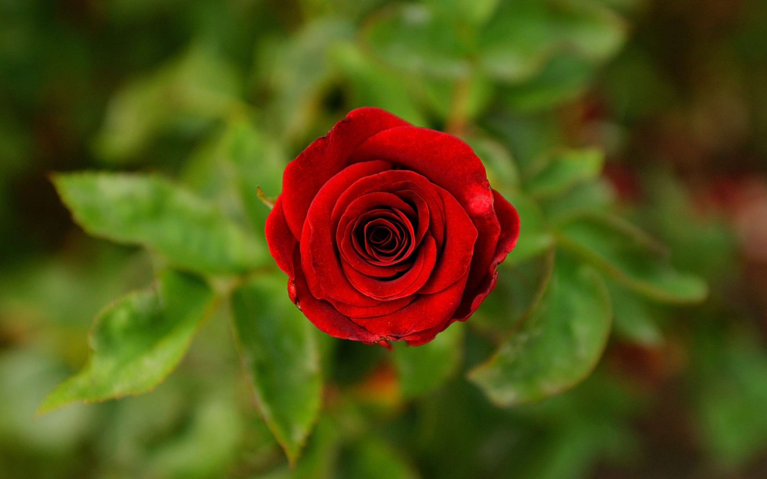 flowers, Rose, Red Flowers, Nature, Blurred Wallpapers HD / Desktop and