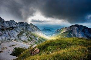 mountain, Nature, Switzerland, Grass