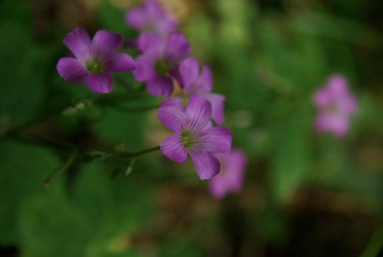 nature, Macro, Flowers, Purple Flowers HD Wallpaper Desktop Background
