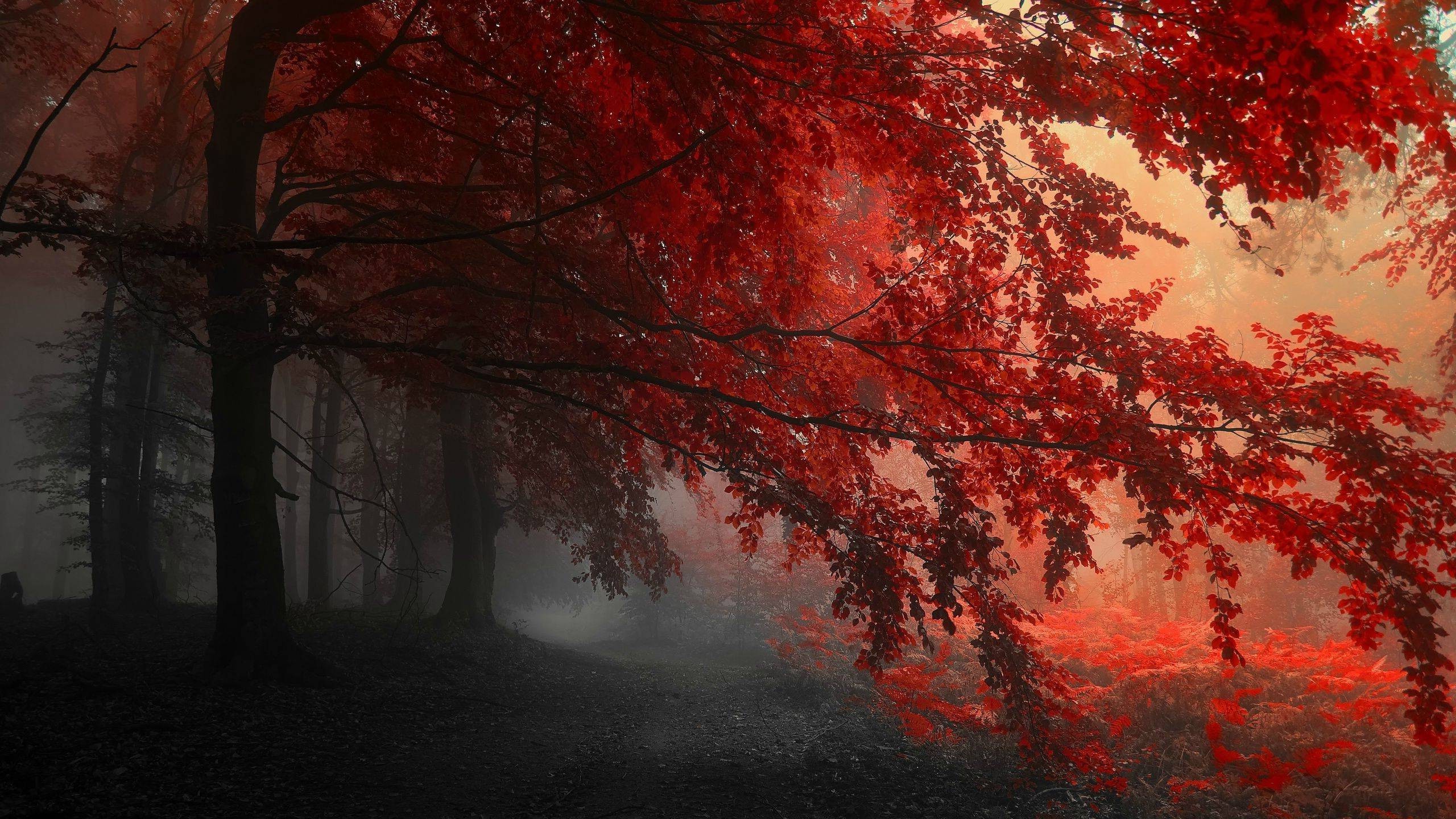 nature, Forest, Trees Wallpaper