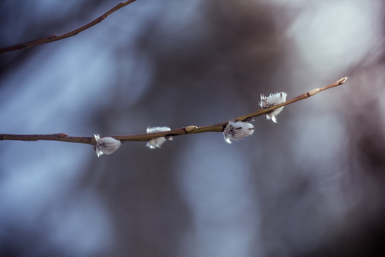 nature, Flowers, Latvia, Plants, Twigs Wallpaper
