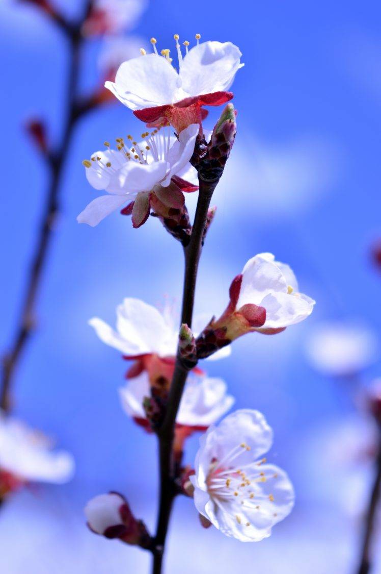 flowers, Nature, Blue, Spring, Blurred HD Wallpaper Desktop Background