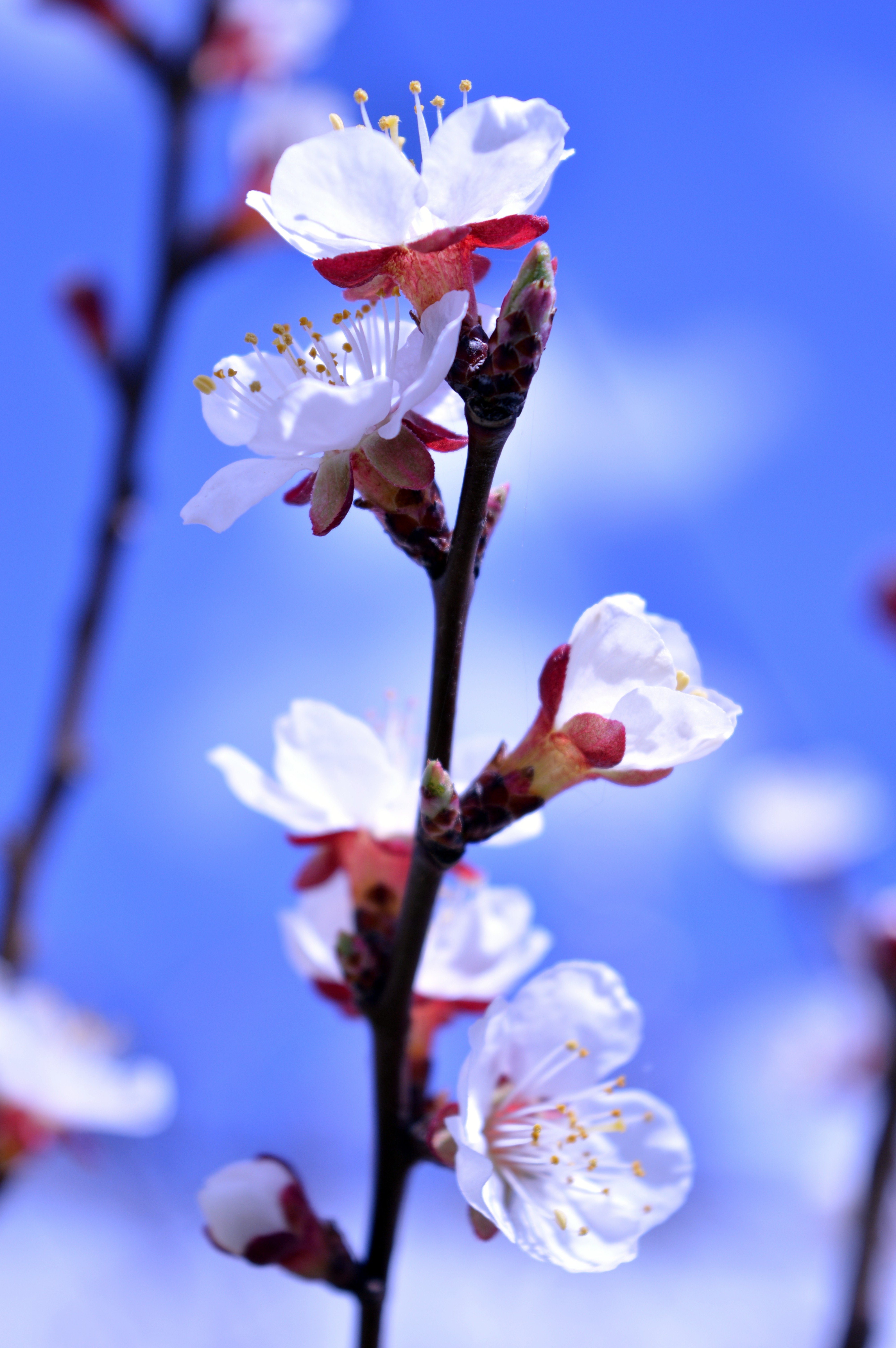 flowers, Nature, Blue, Spring, Blurred Wallpaper