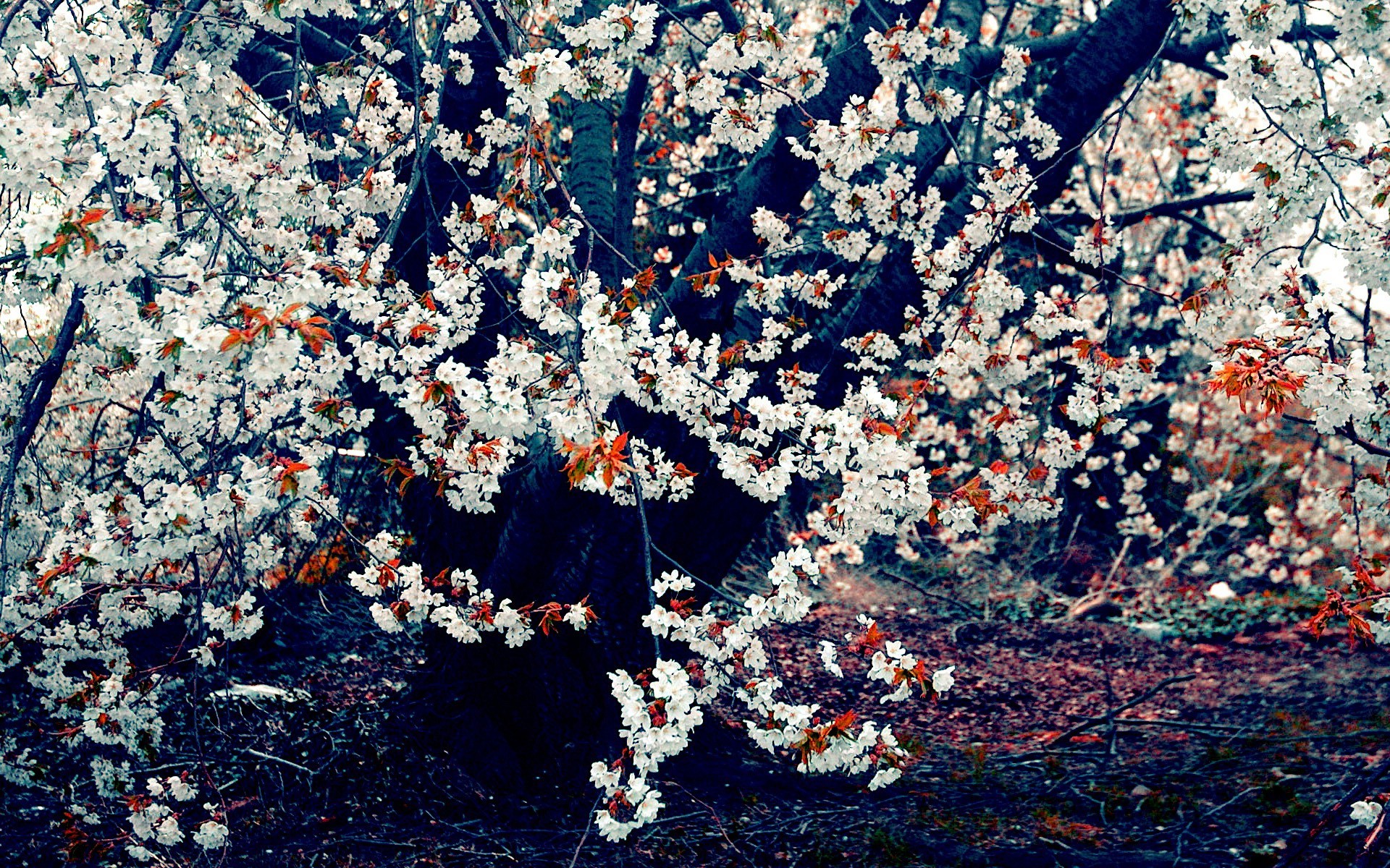 nature, Trees, Flowers Wallpaper