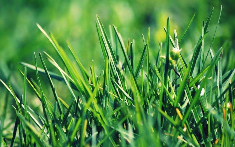 nature, Grass, Summer, Spring, Depth Of Field HD Wallpaper Desktop Background