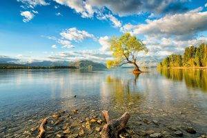 New Zealand, Nature, Lake, Trees, Reflection