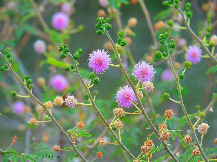 flowers, Nature, Green HD Wallpaper Desktop Background