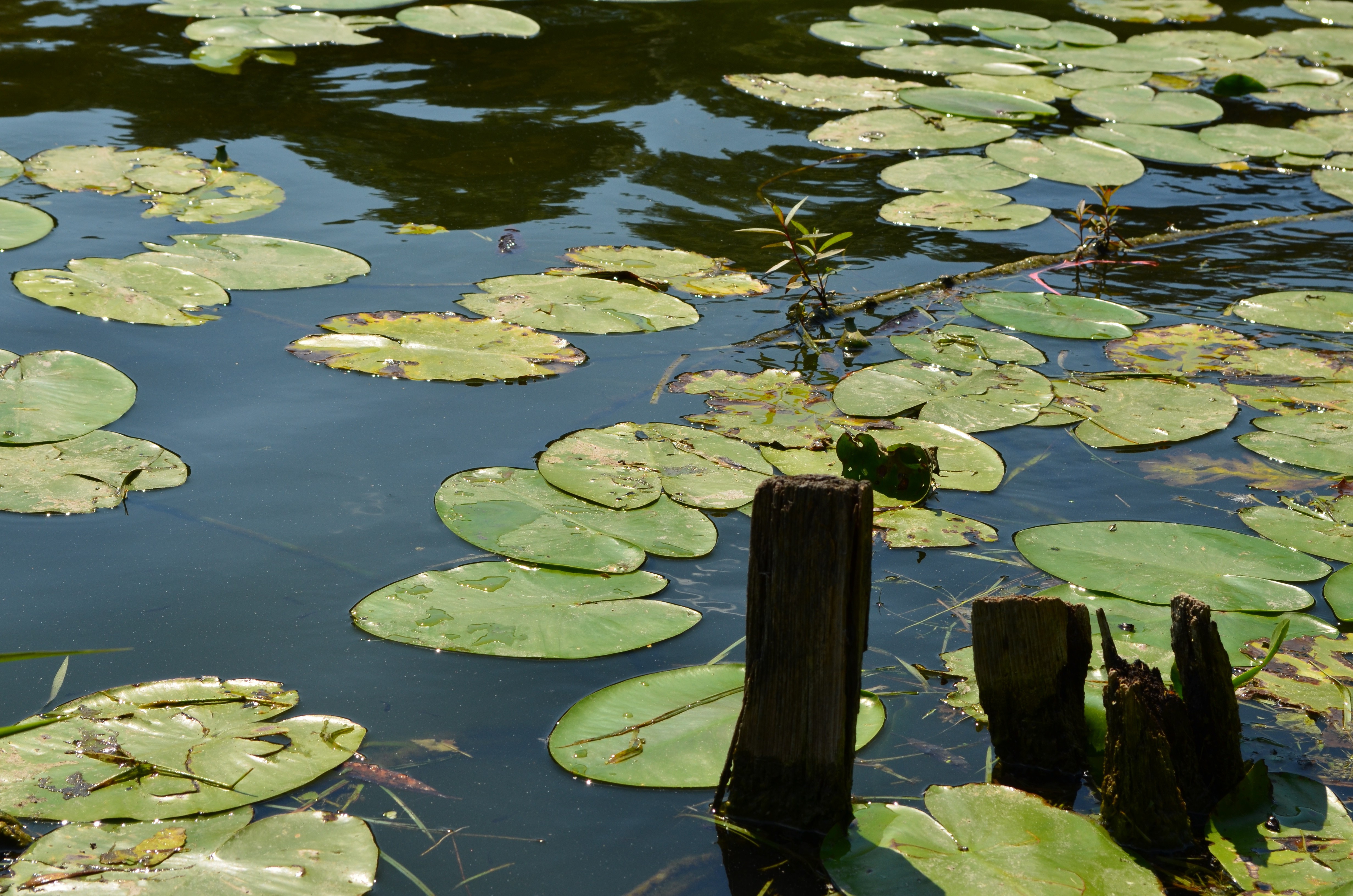 nature, Green, Trees, Water, Flowers, Grass, Brown Wallpaper