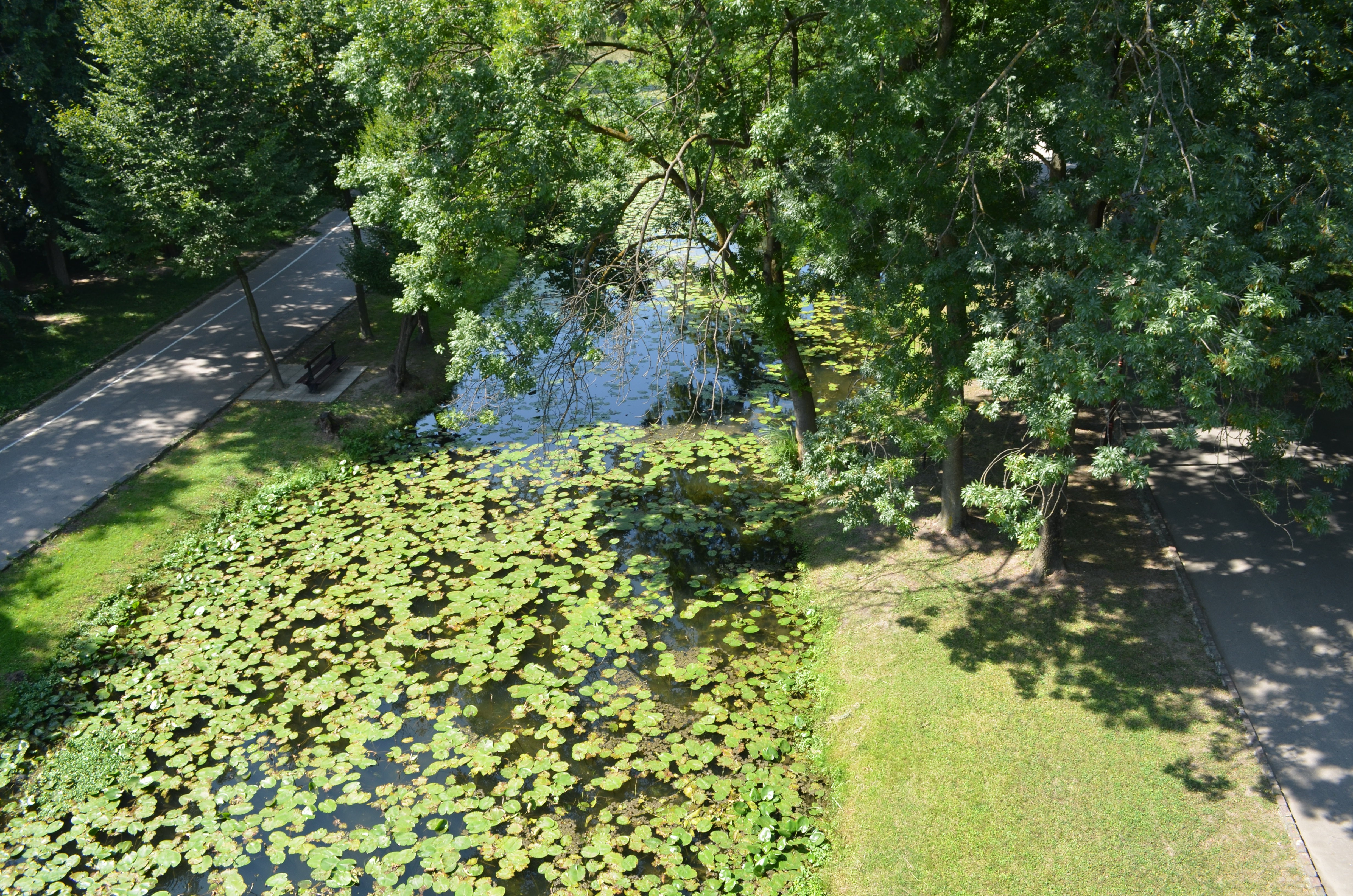 nature, Green, Trees, Water, Flowers, Grass, Brown Wallpaper