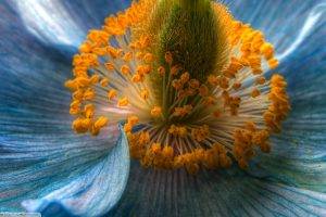 flowers, Macro, Nature, Blue Flowers