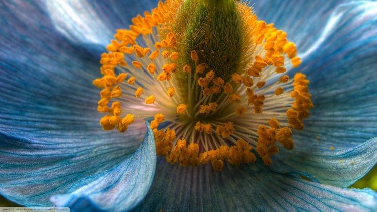 flowers, Macro, Nature, Blue Flowers HD Wallpaper Desktop Background