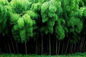bamboo, Nature