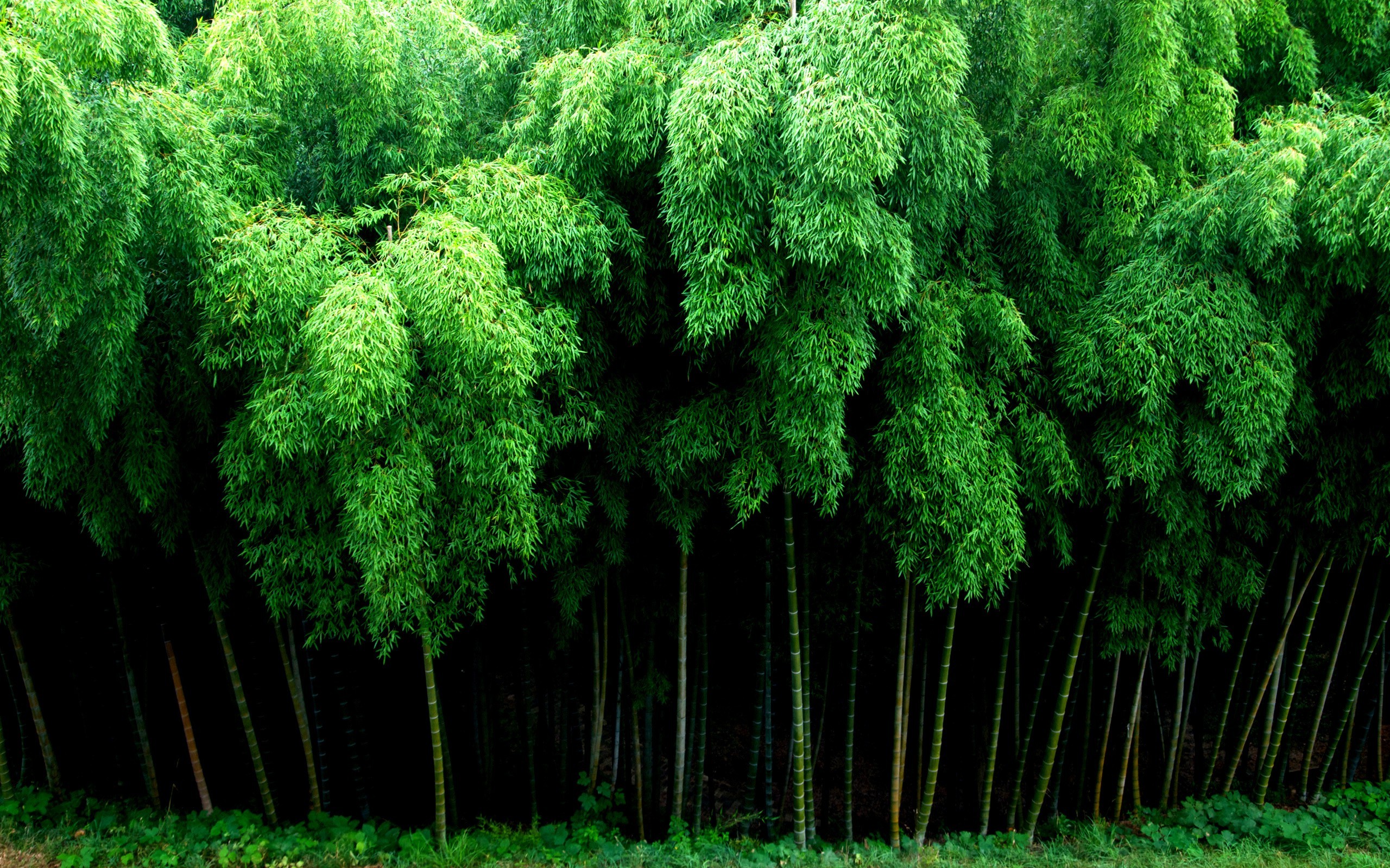bamboo, Nature Wallpaper